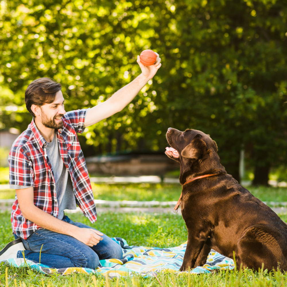 Pet Toys: Fun and Engaging Entertainment for Your Pets