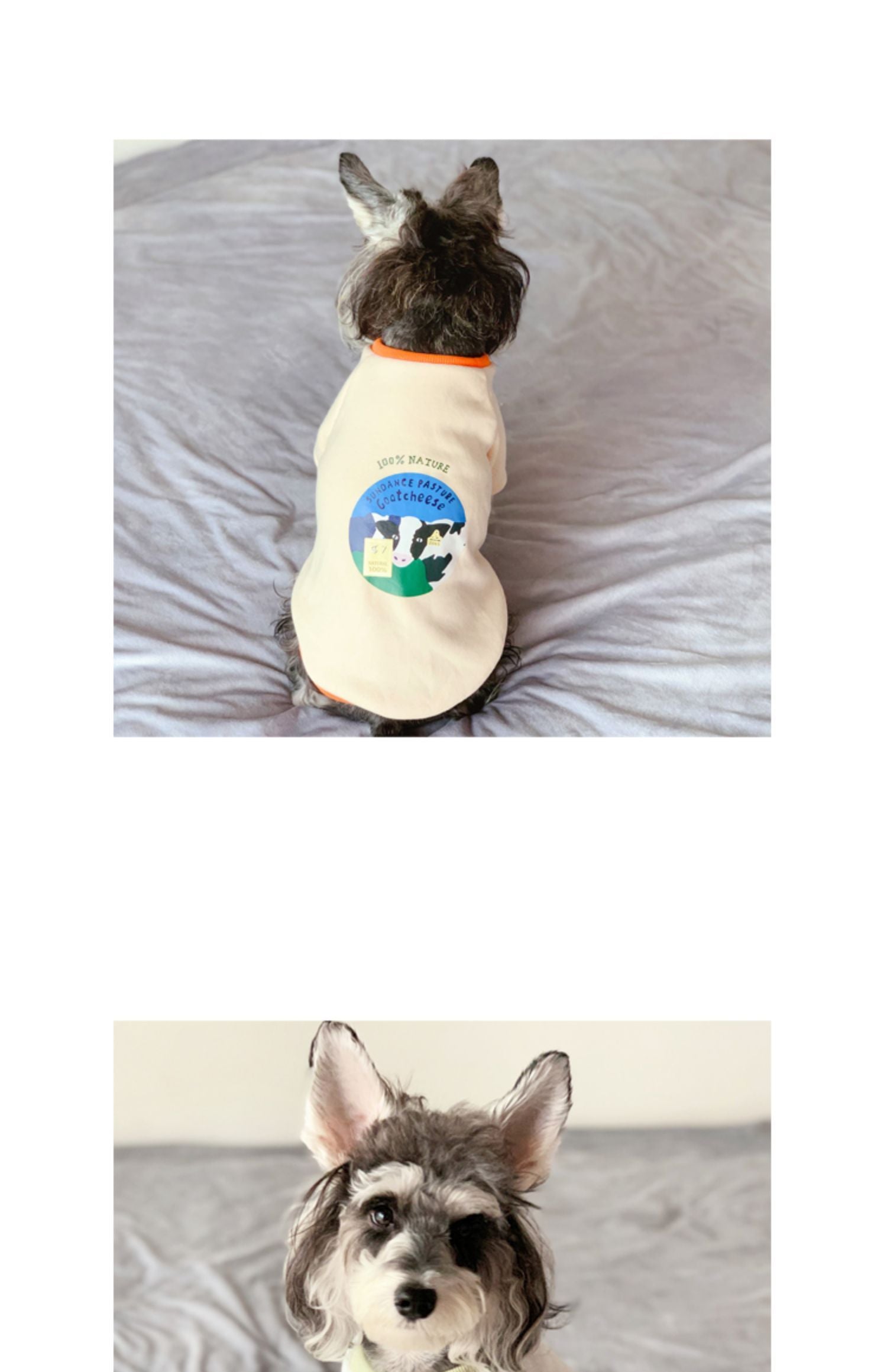 Clothes For Small Milk Cats