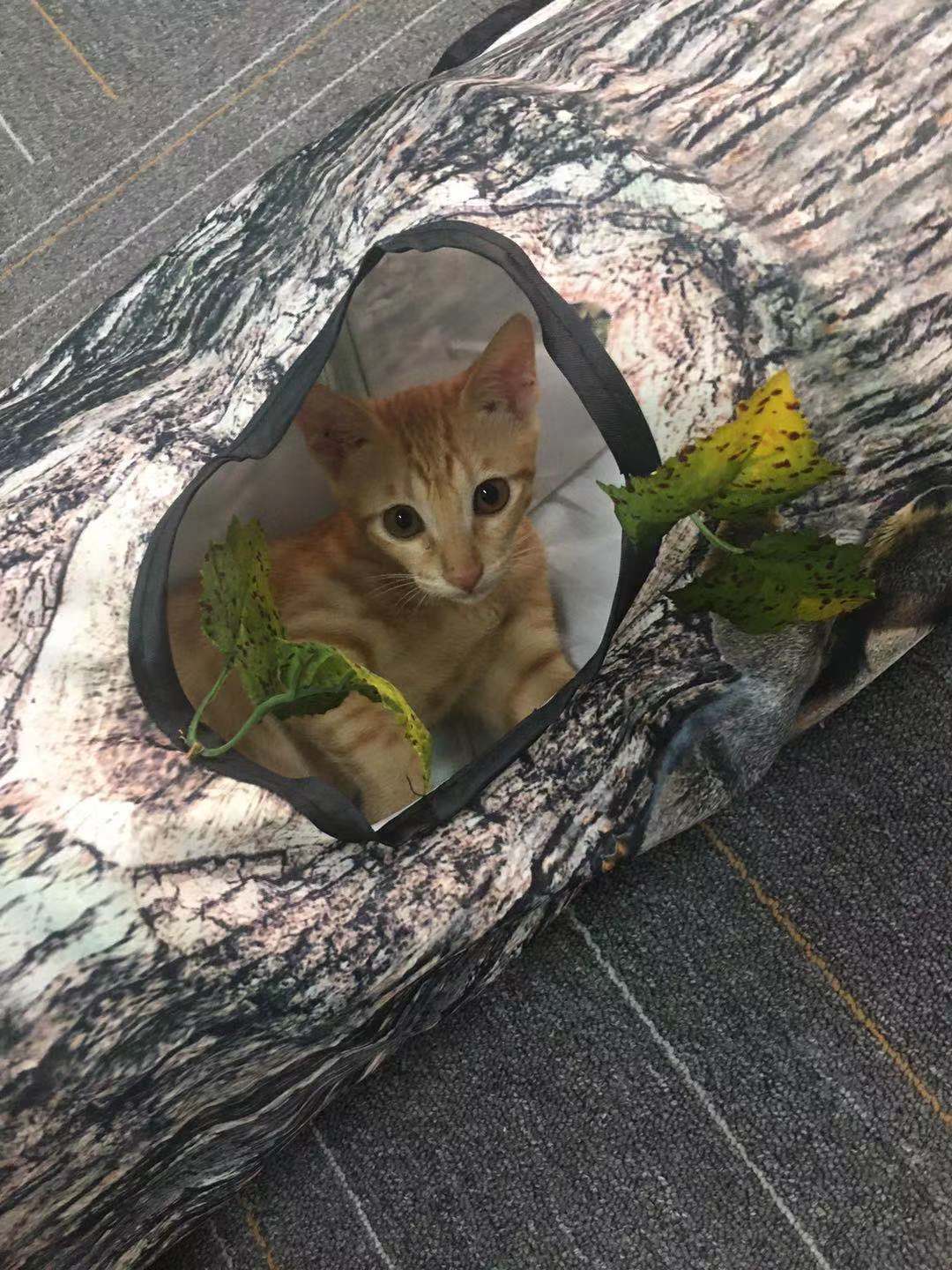 Tree Pattern Tunnel Pet Zhiyi Cat Toy