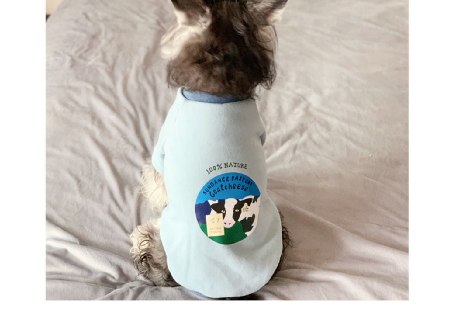 Clothes For Small Milk Cats